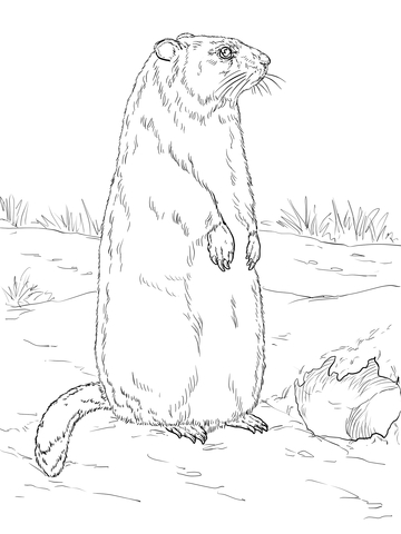 Groundhog Is Standing Near Den Entrance Coloring Page